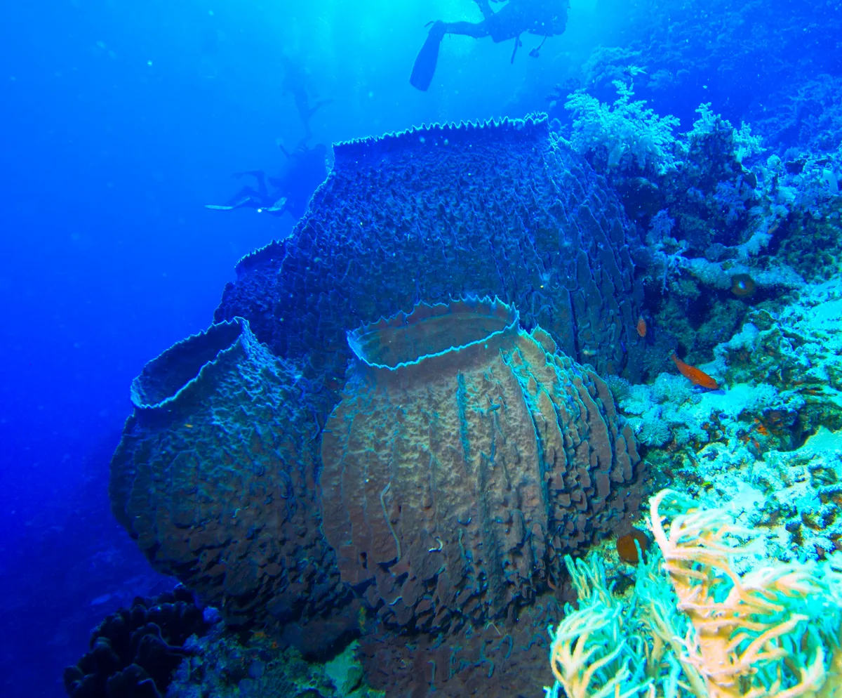 Giant barrel sponge