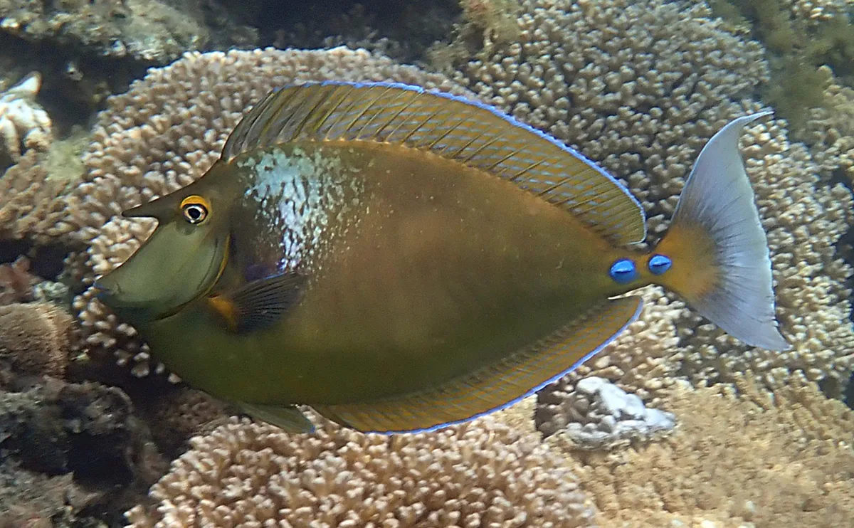 Bluespine unicornfish