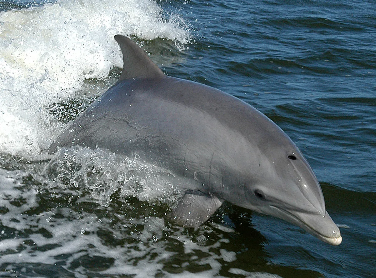 Bottlenose dolphin (Hurghada)
