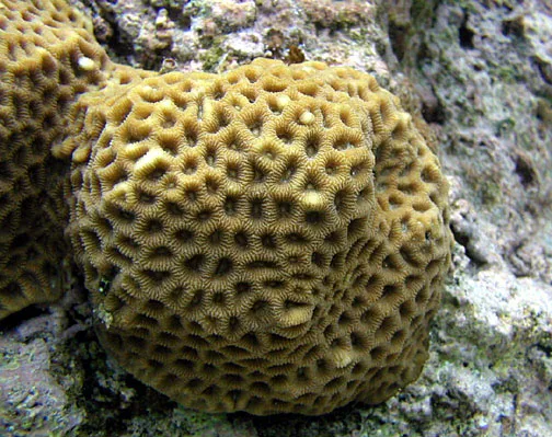 Brain coral