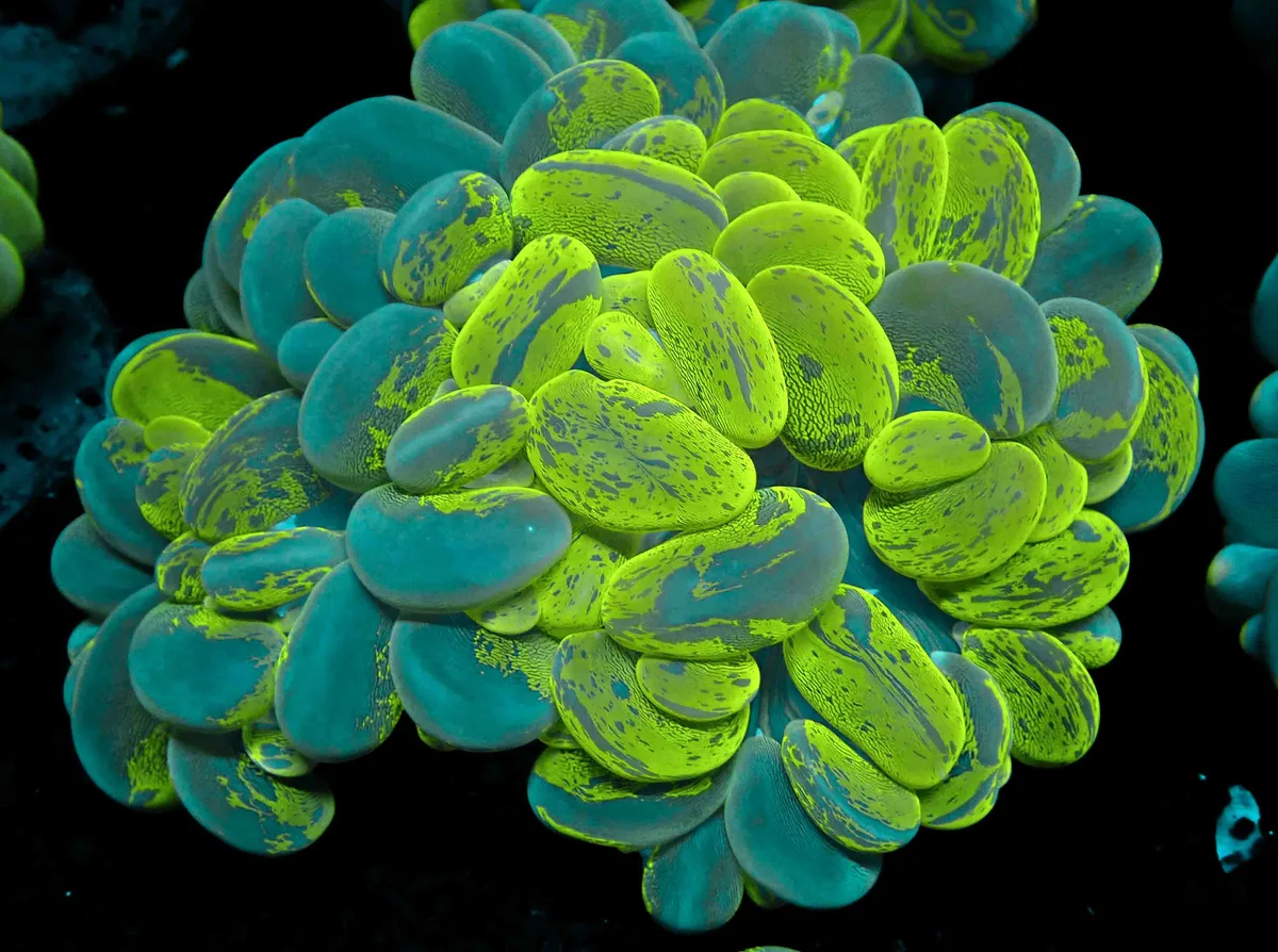 Bubble coral