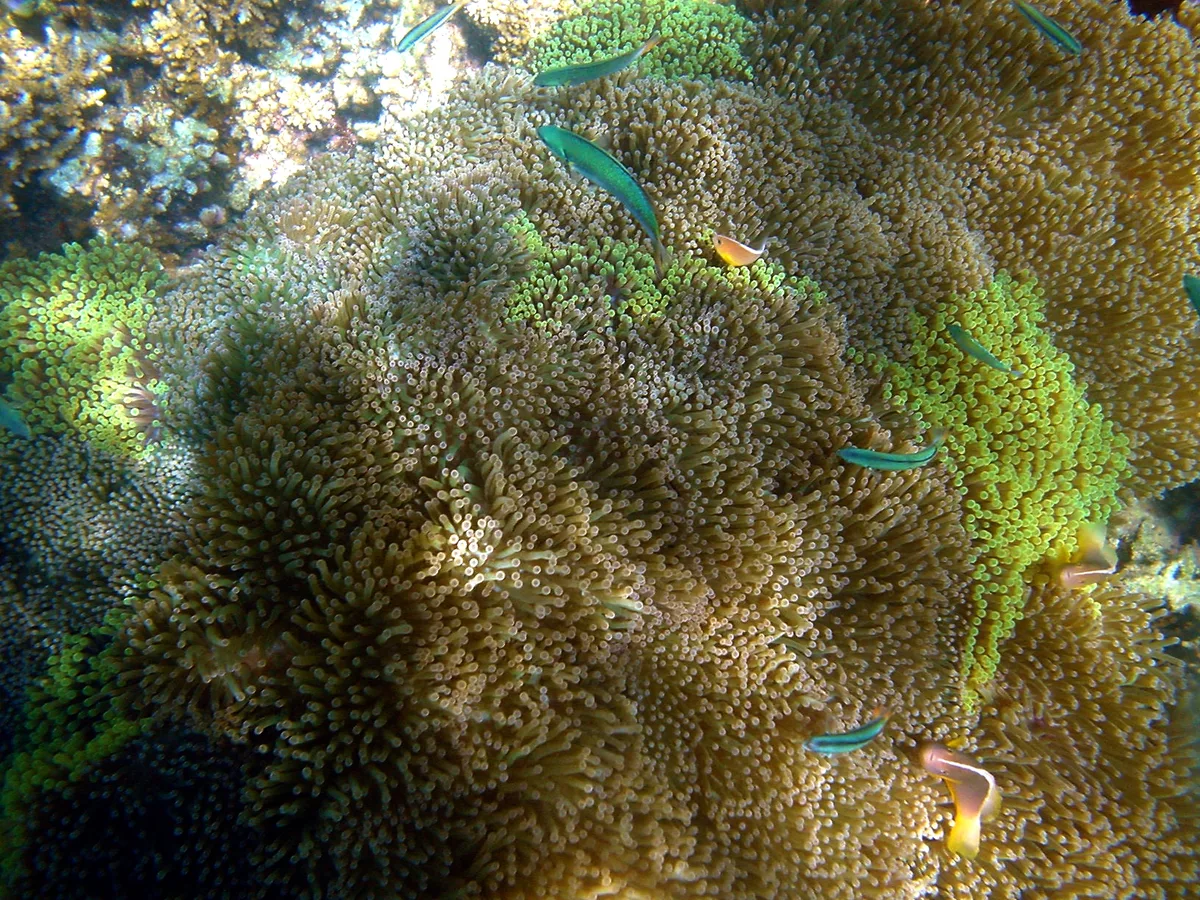 Carpet anemone