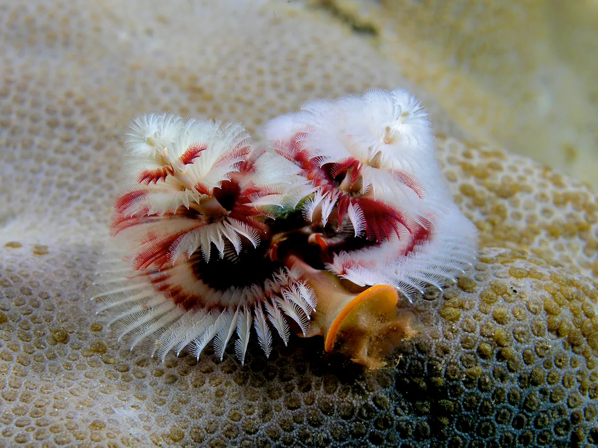 Christmas tree worm