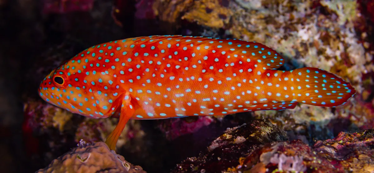 Coral hind