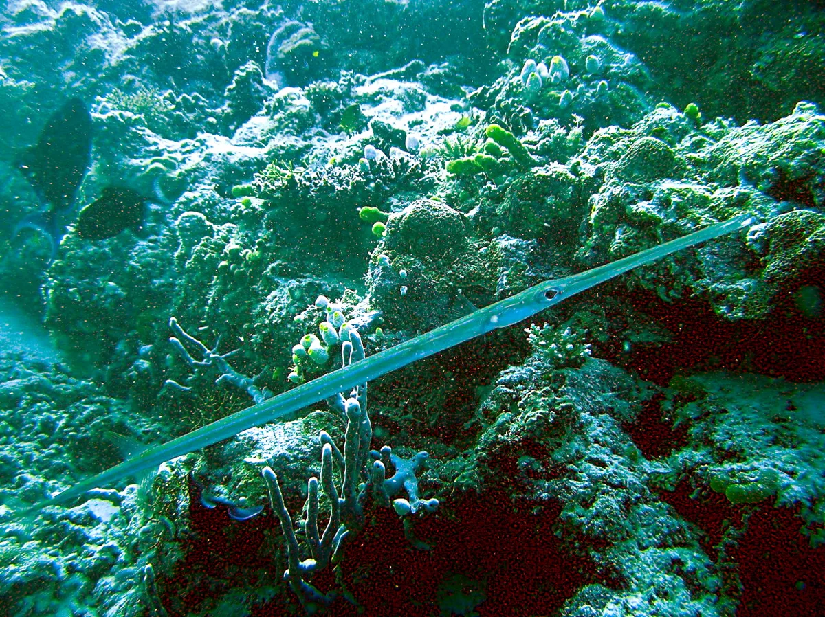 Bluespotted cornetfish