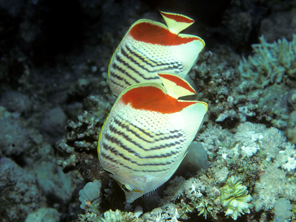 Red Sea crown butterflyfish