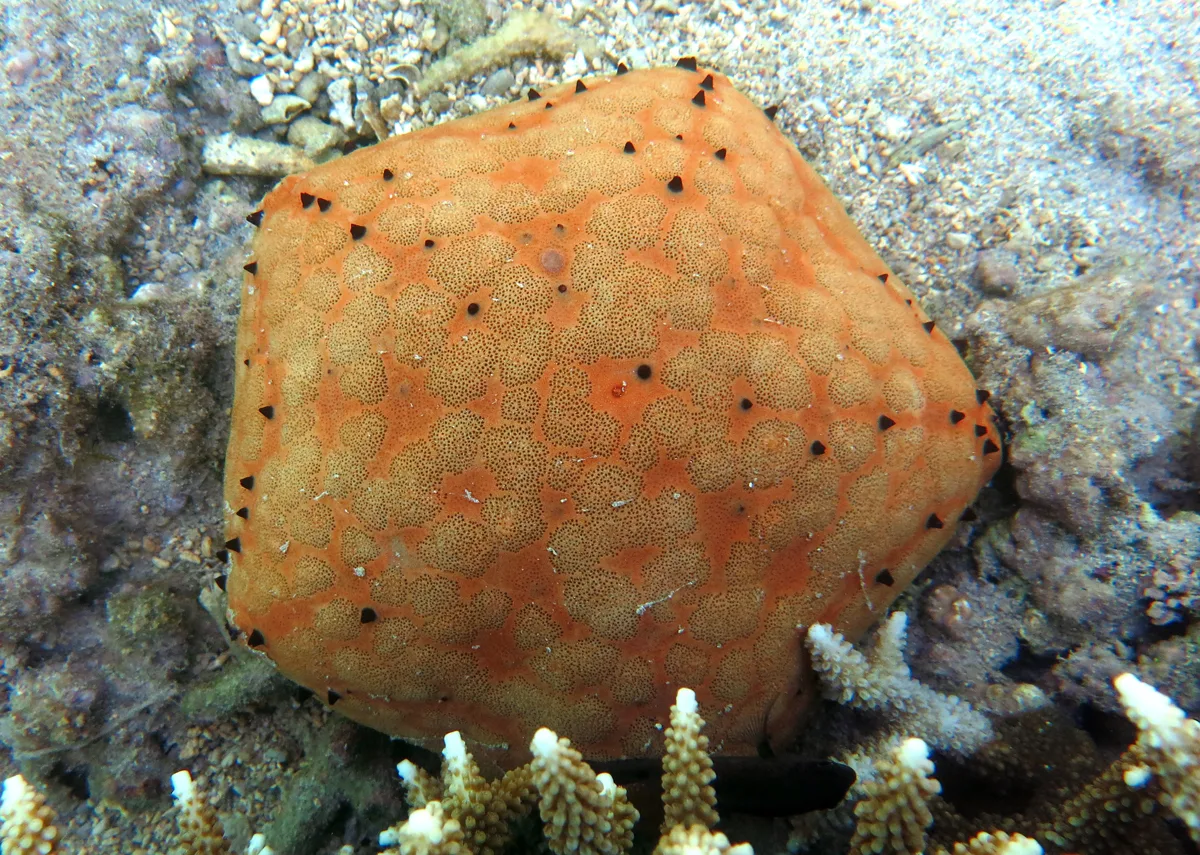 Cushion starfish