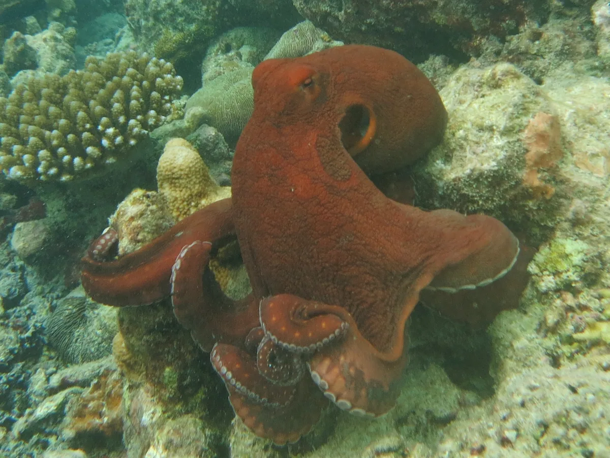 Day octopus