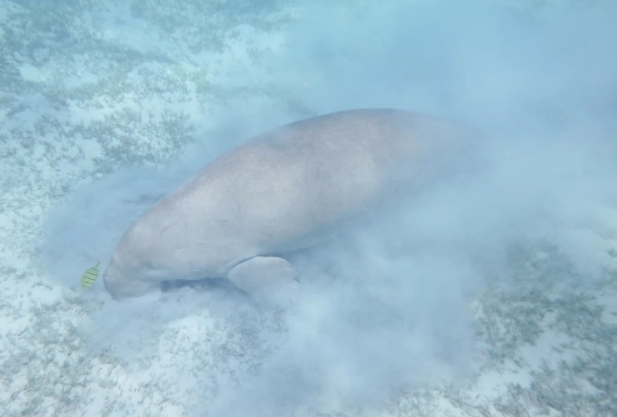 Dugong