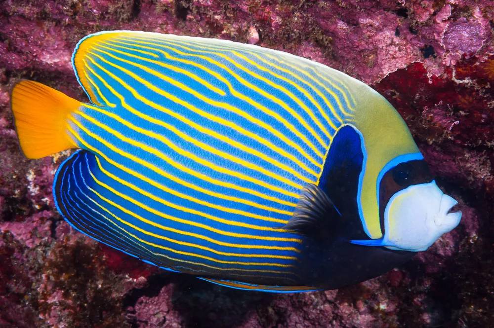 Emperor angelfish
