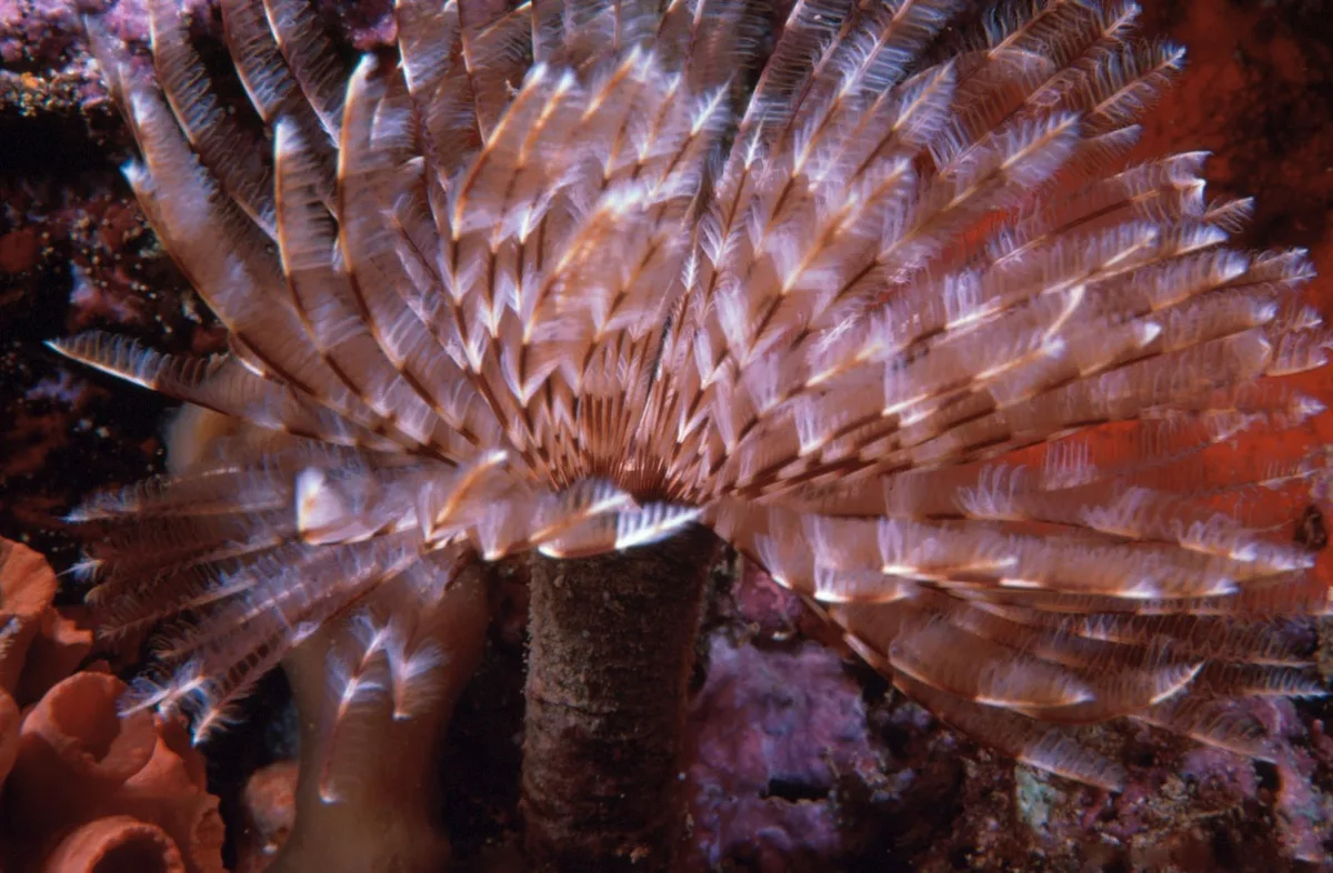 Feather duster worm