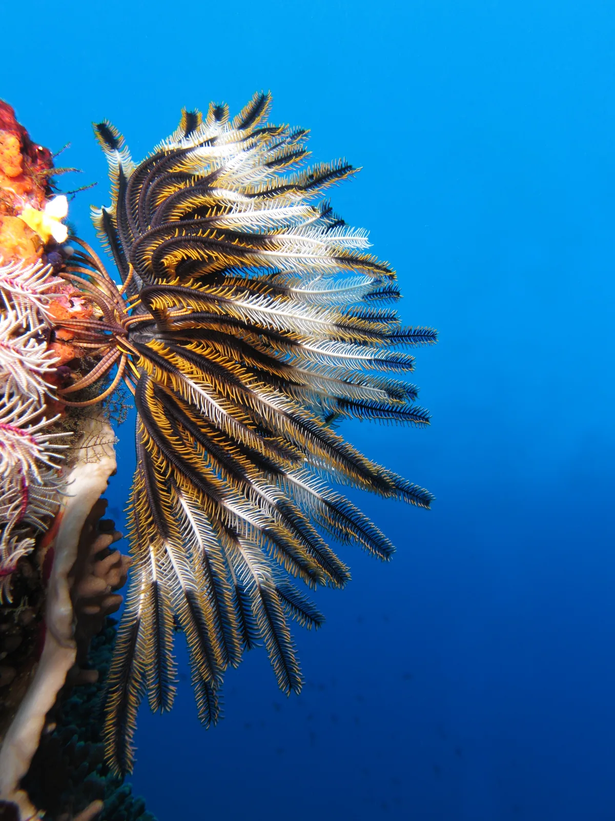 Feather star