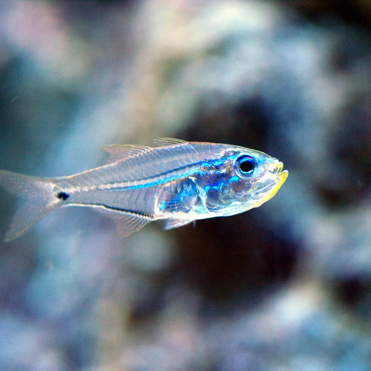 Pygmy sweeper