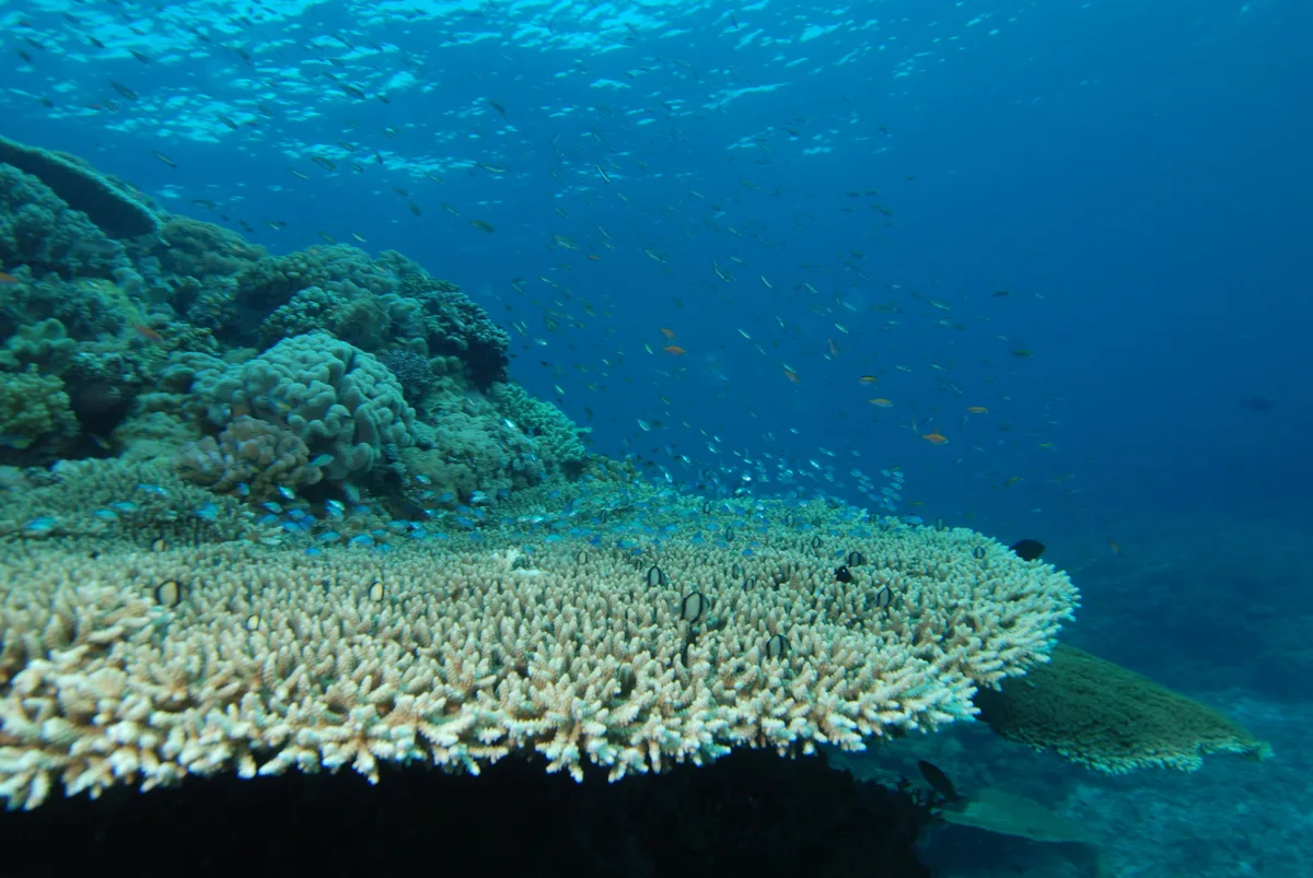 Branching staghorn coral