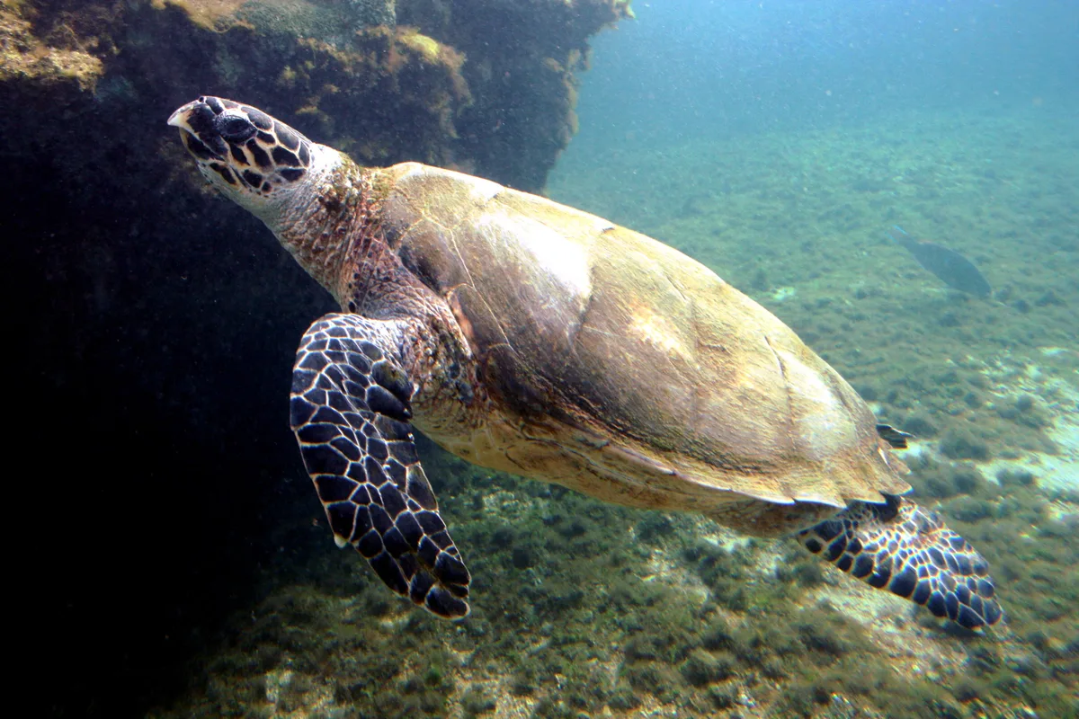 Hawksbill turtle