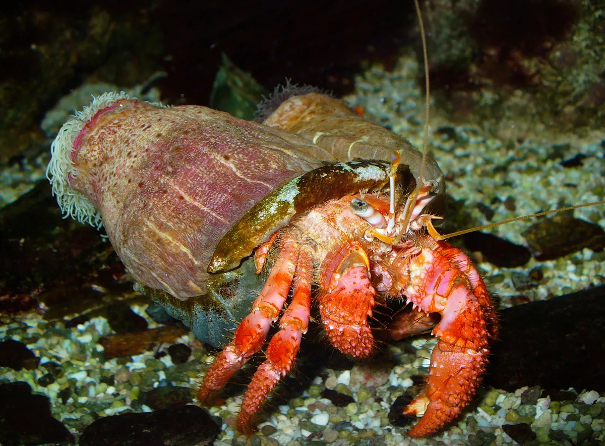 Anemone hermit crab