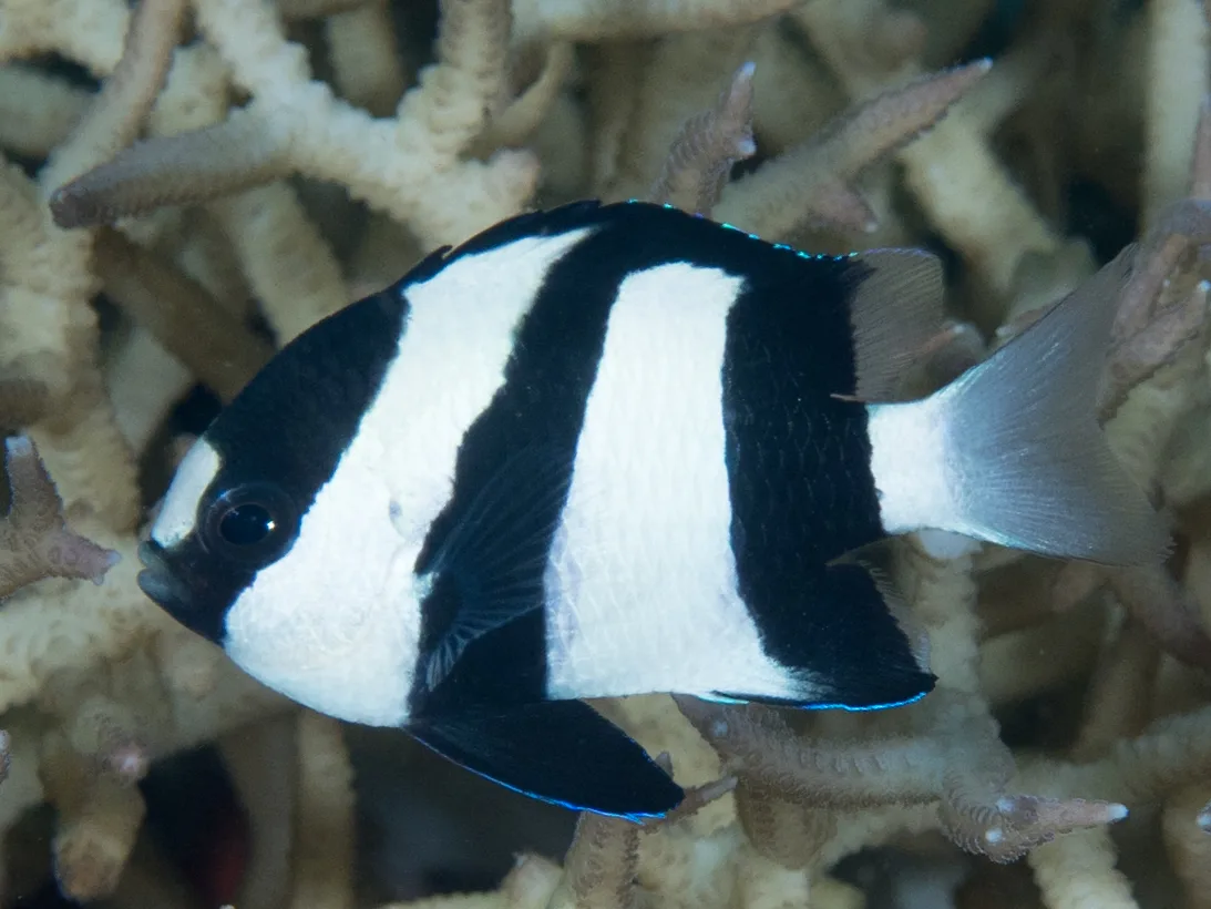 Humbug damselfish