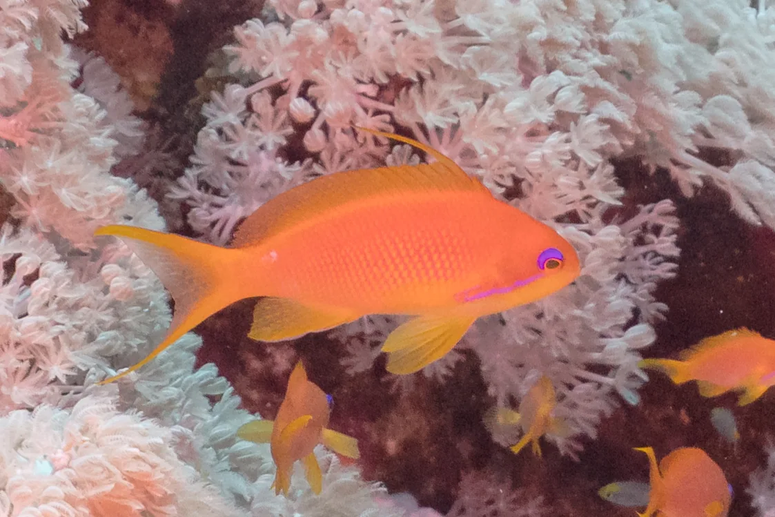 Lyretail anthias
