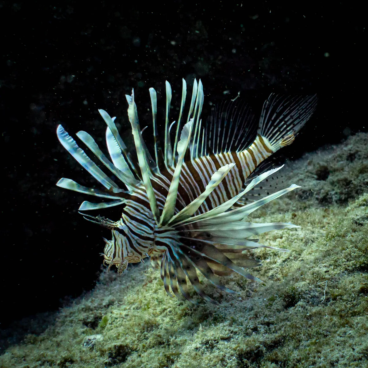 Common lionfish