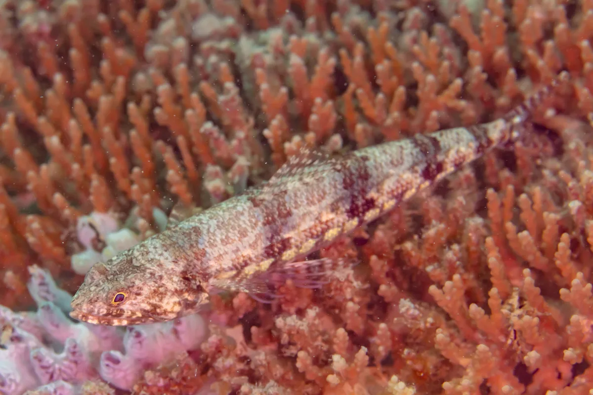 Variegated lizardfish