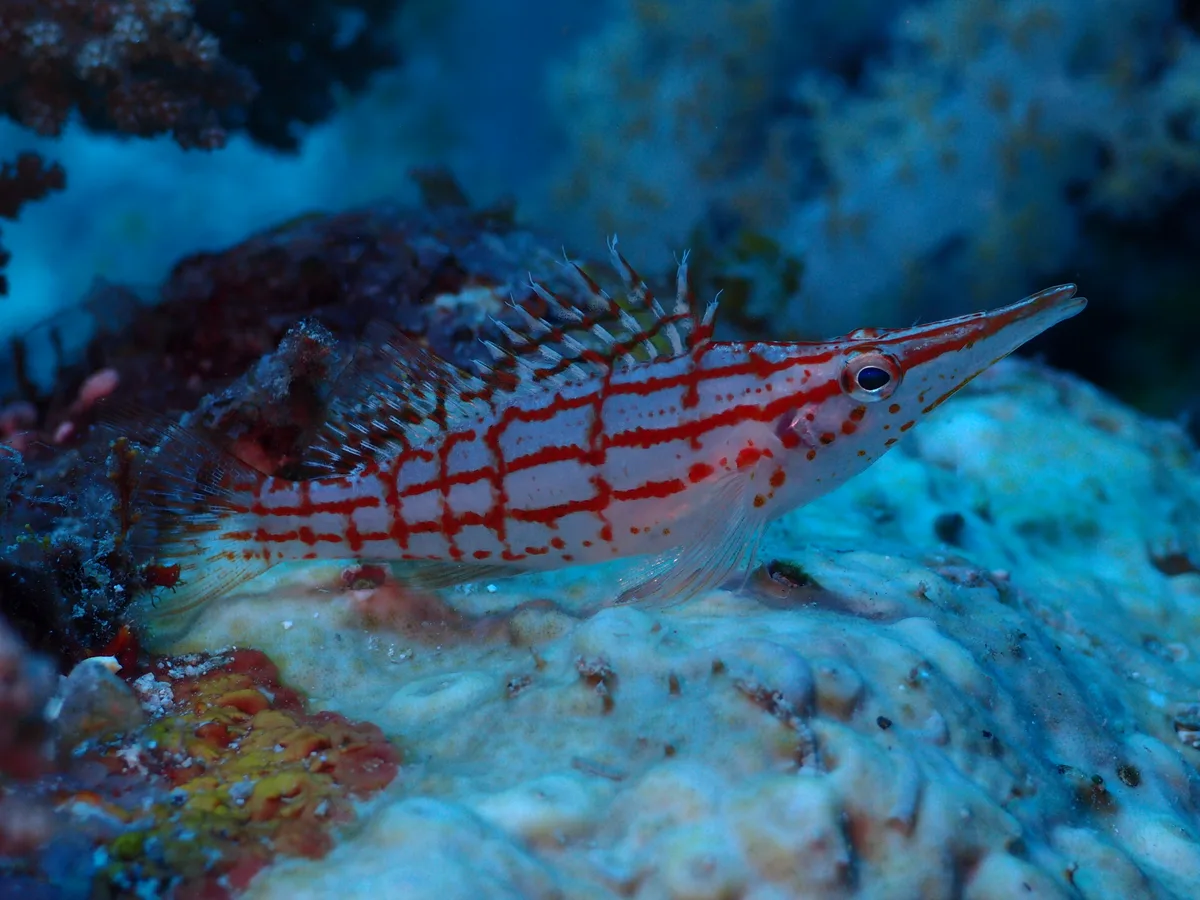 Longnose hawkfish