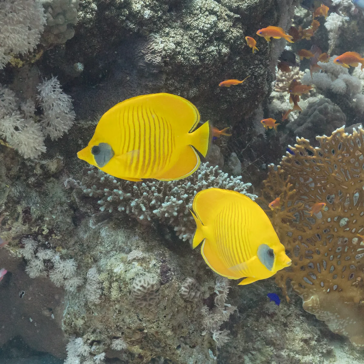 Masked butterflyfish