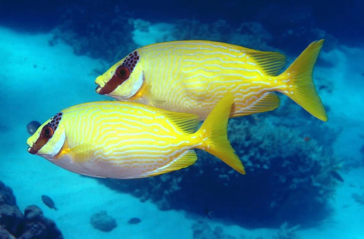 Masked rabbitfish