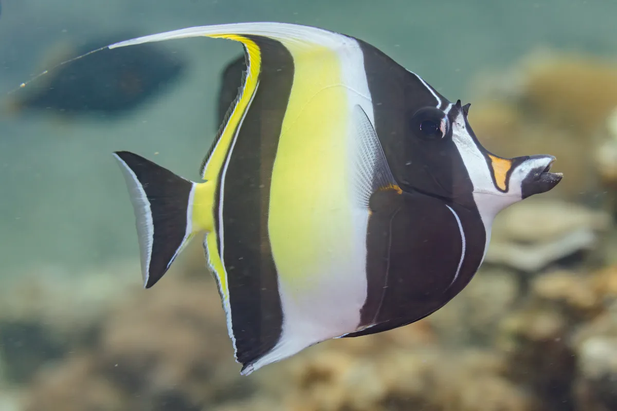 Moorish idol
