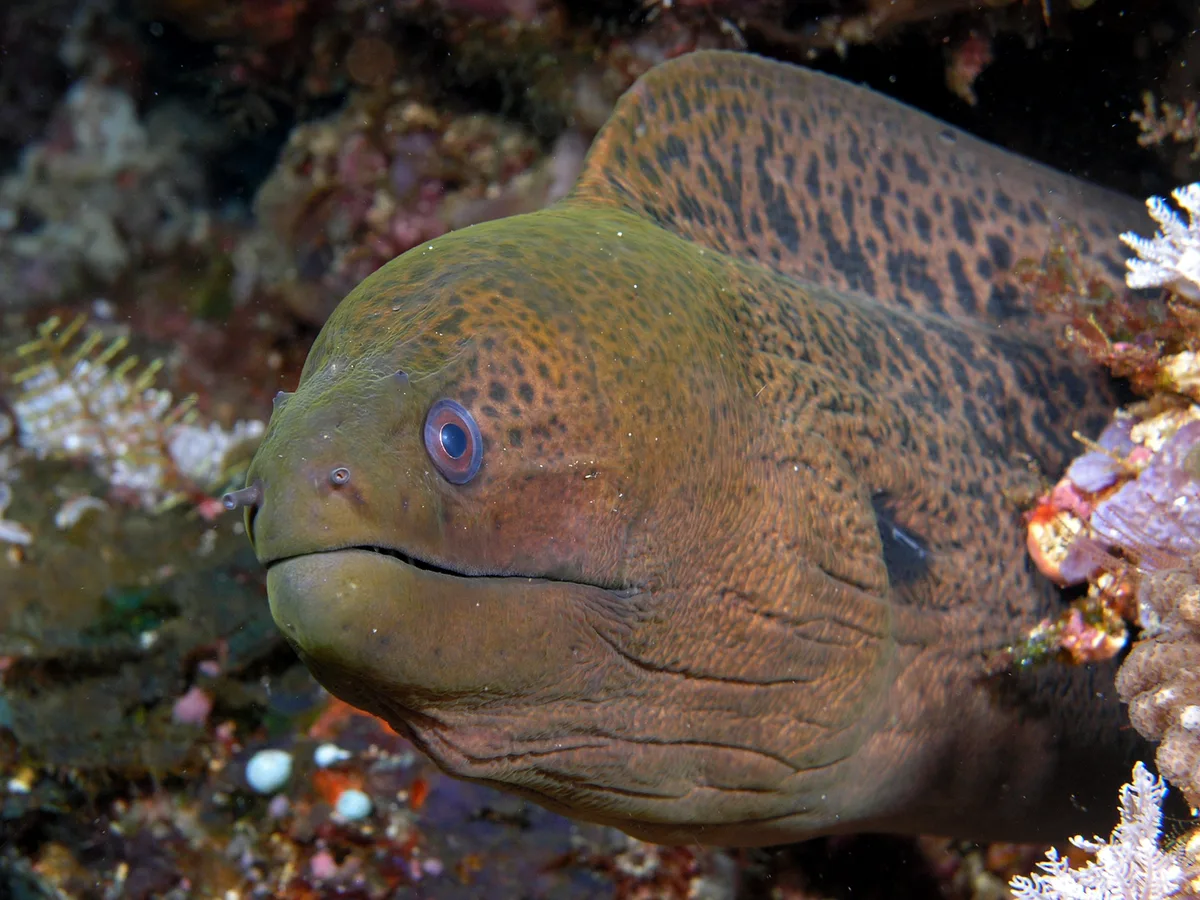 Giant moray eel