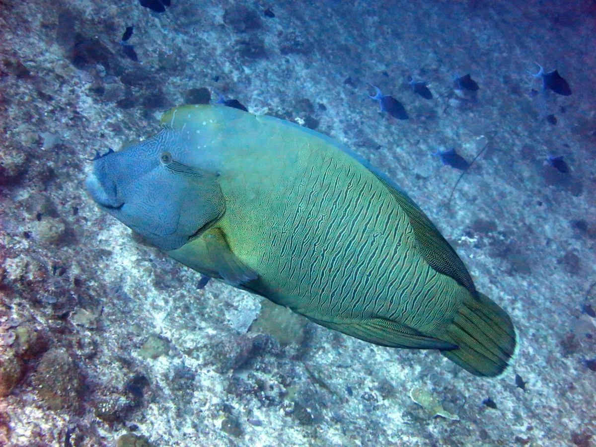 Napoleon wrasse