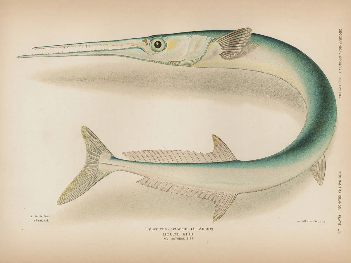 Crocodile needlefish