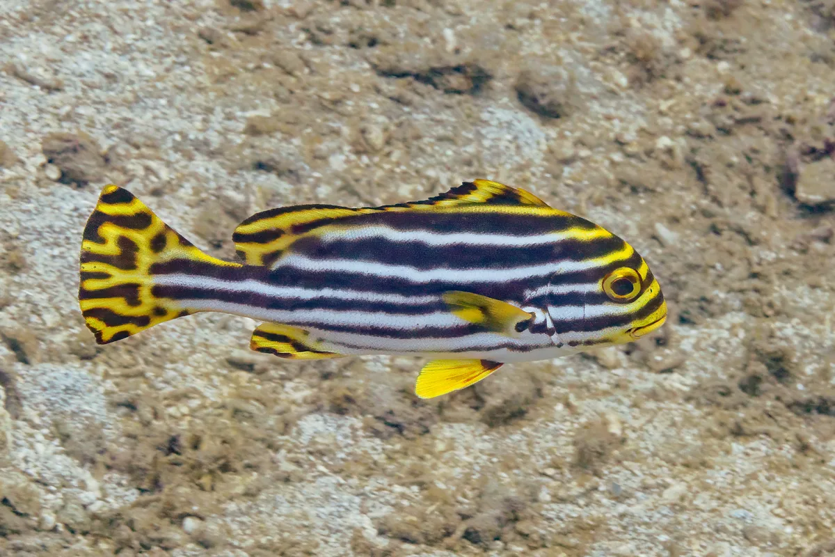 Oriental sweetlips
