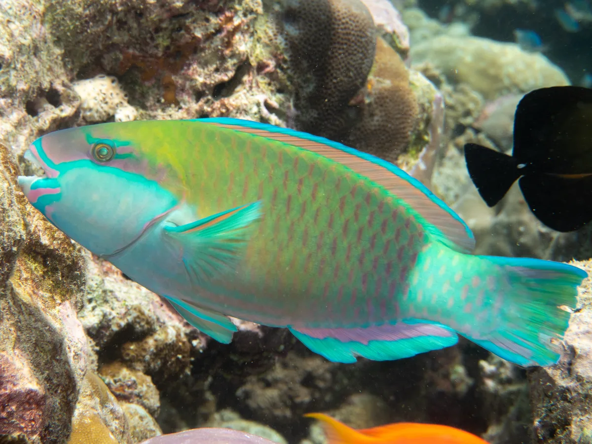 Bullethead parrotfish