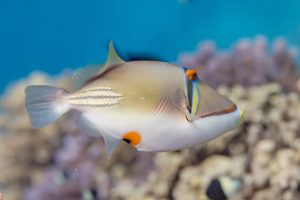 Arabian Picasso triggerfish
