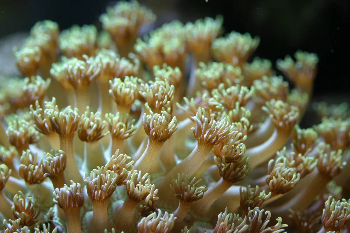 Flower-pot coral