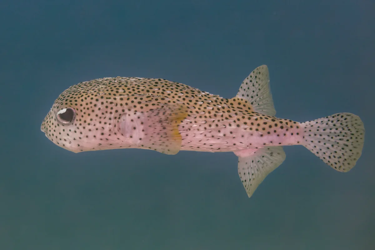 Spotted porcupinefish