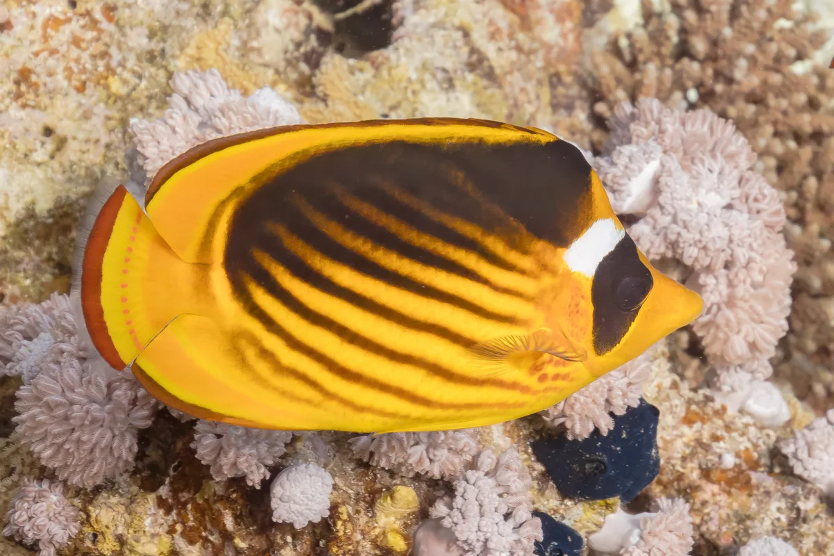 Diagonal butterflyfish