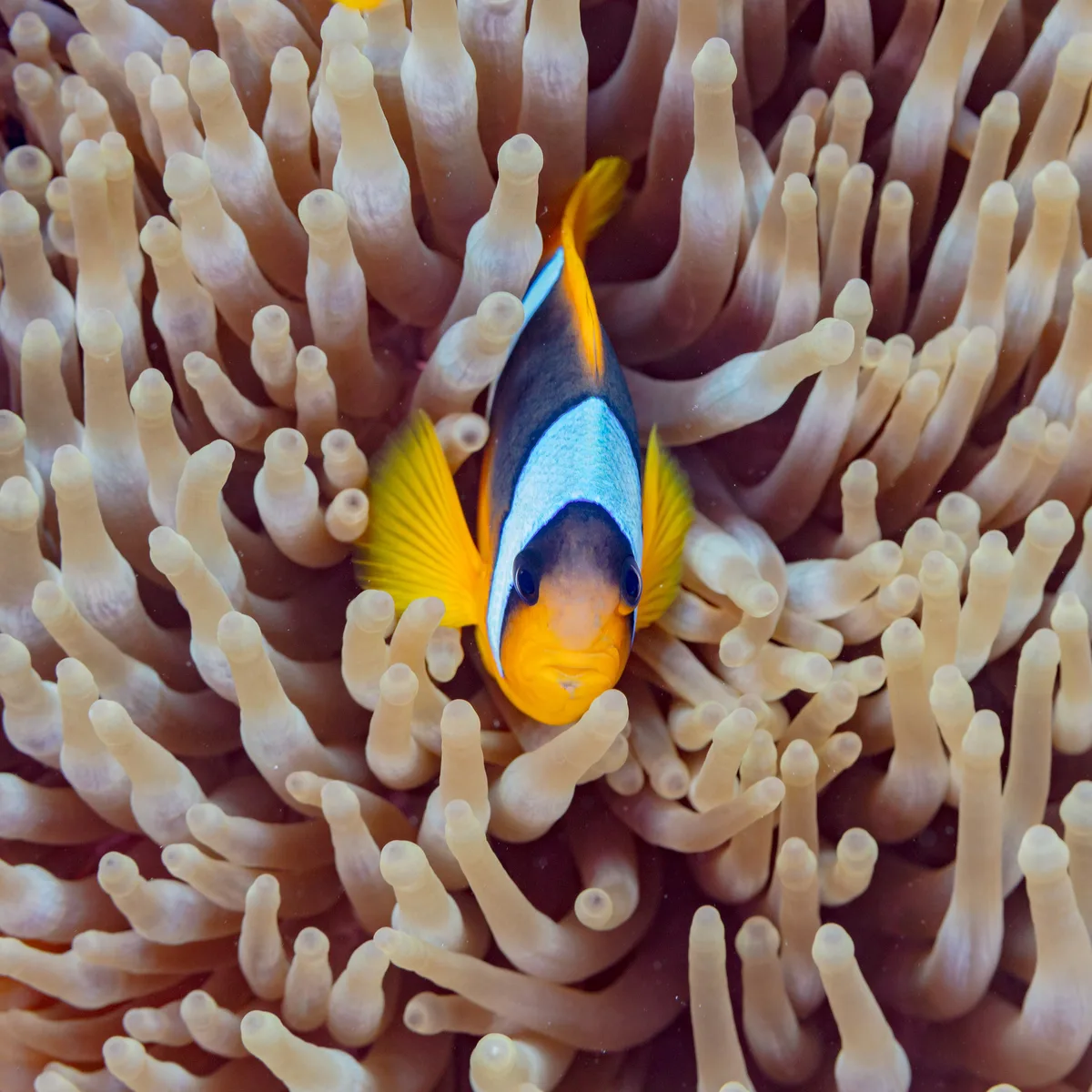Red Sea anemonefish