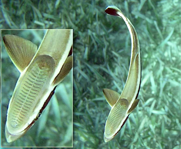 Sharksucker remora