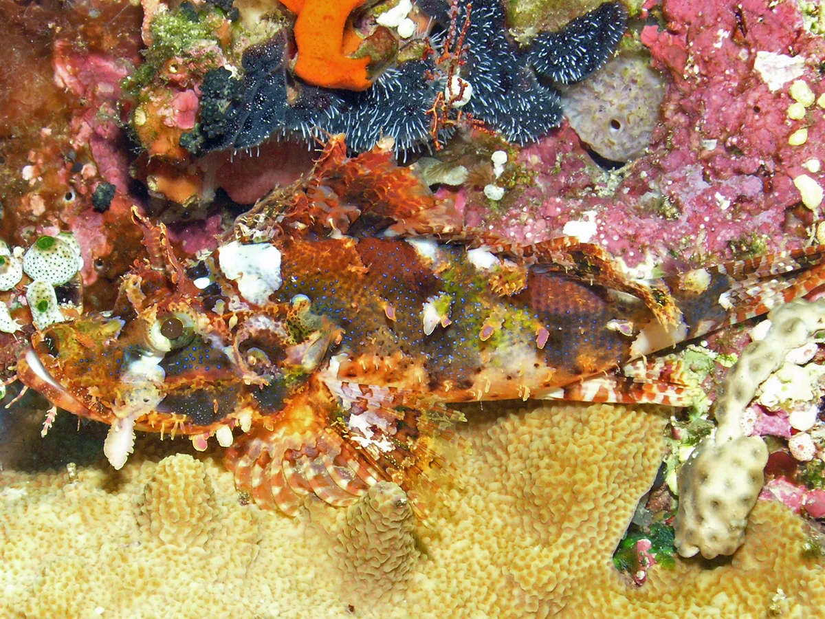 Raggy scorpionfish