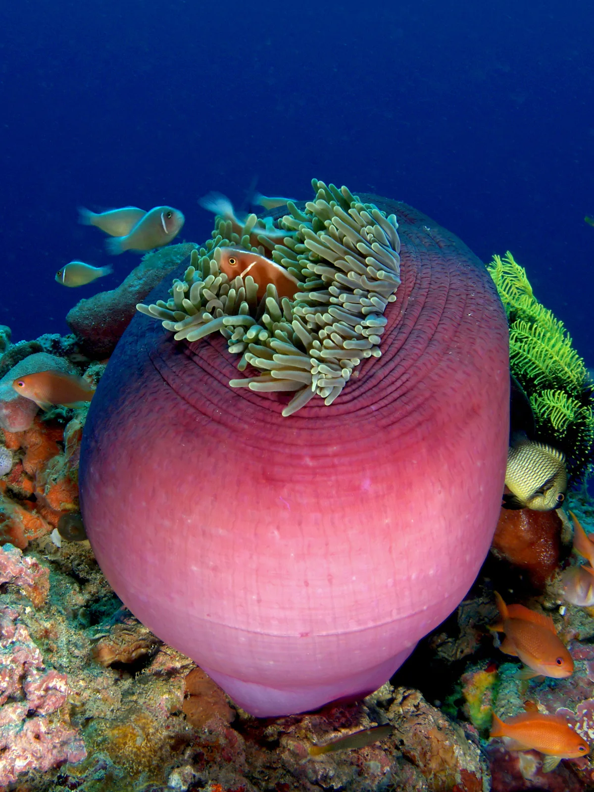 Magnificent sea anemone