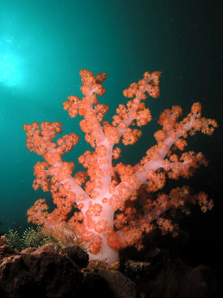 Sea fan (gorgonian)