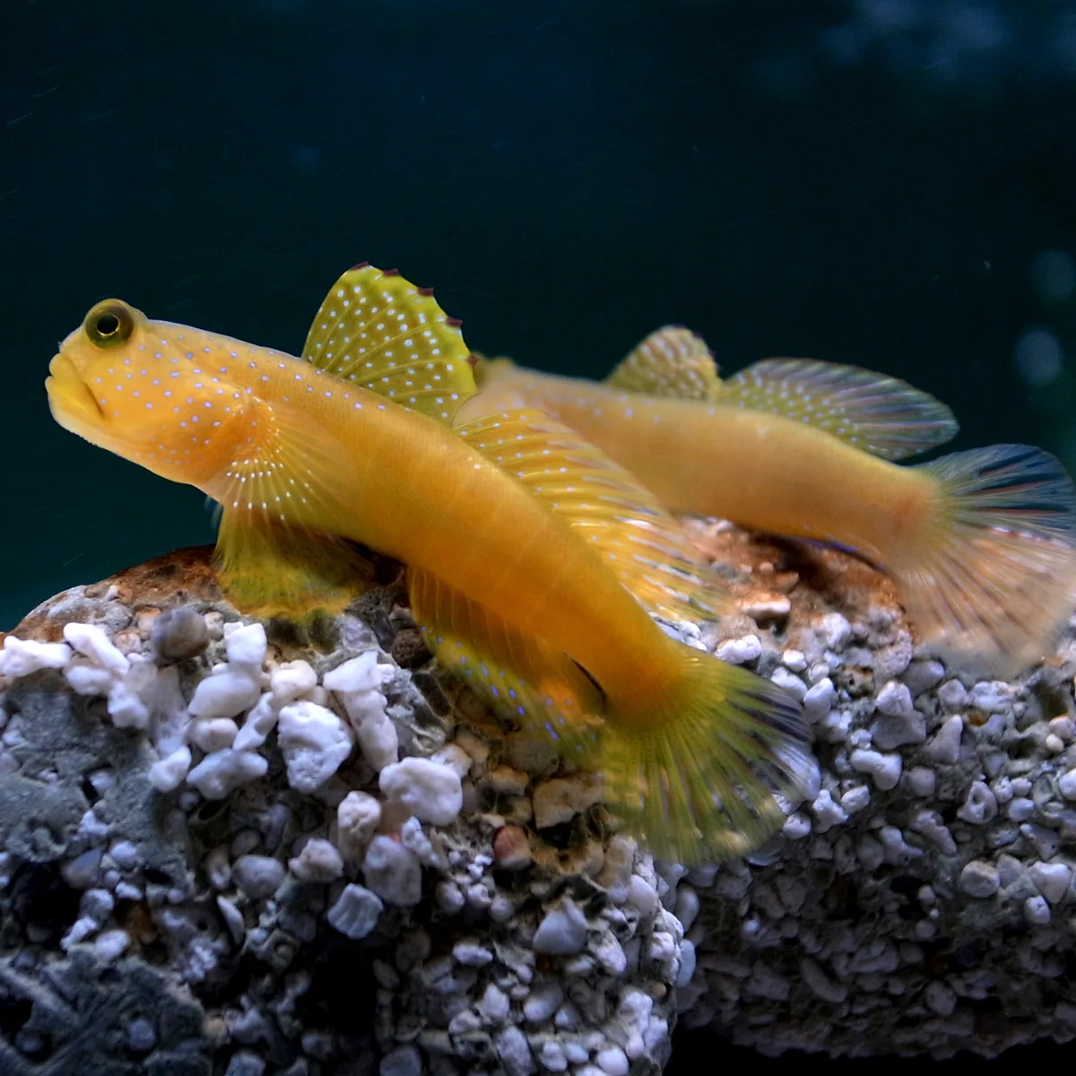 Luther's prawn-goby