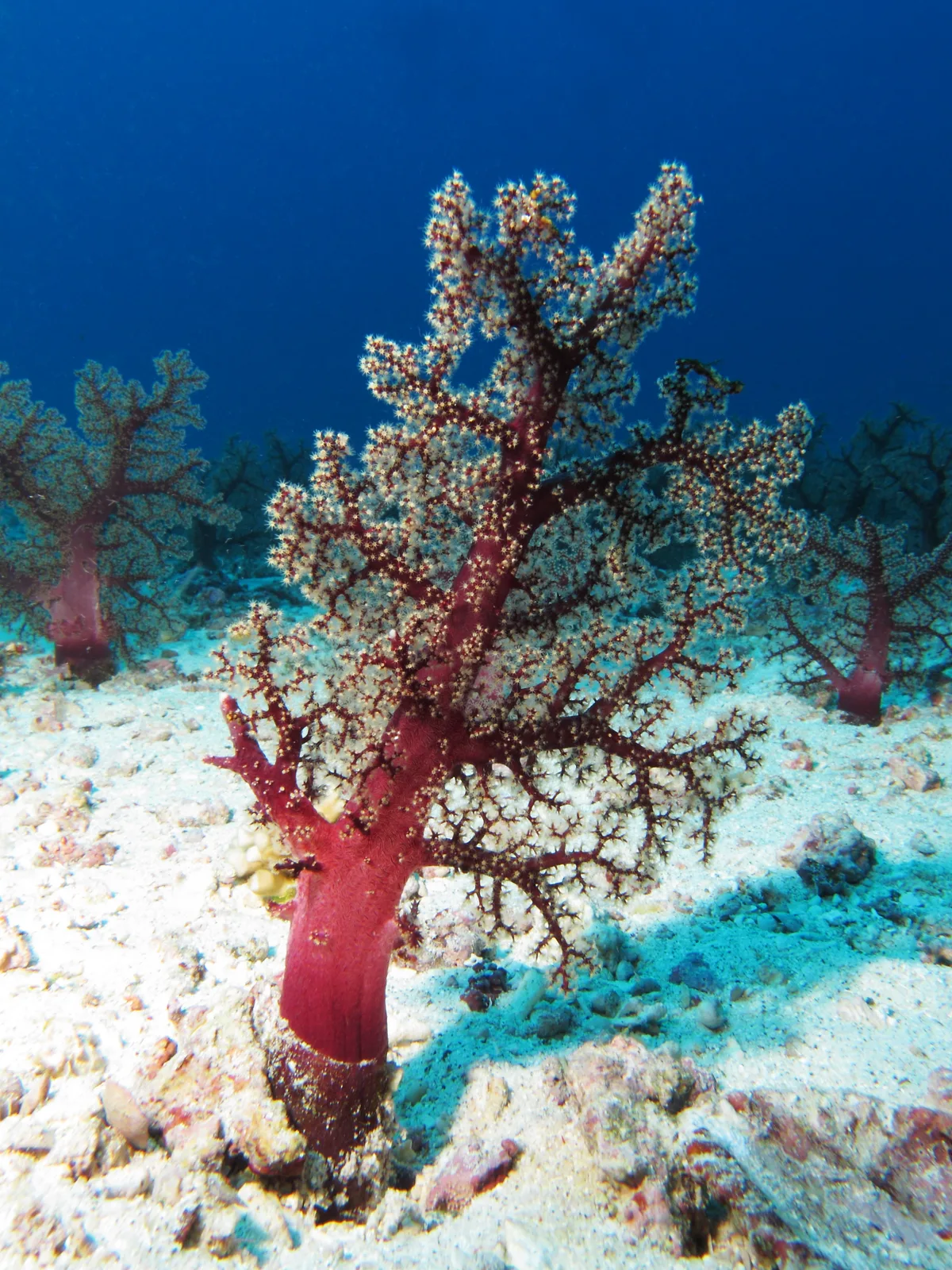 Soft coral