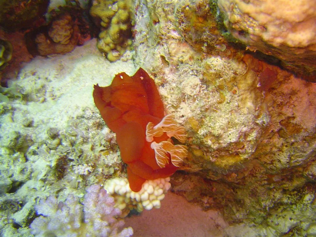 Spanish dancer