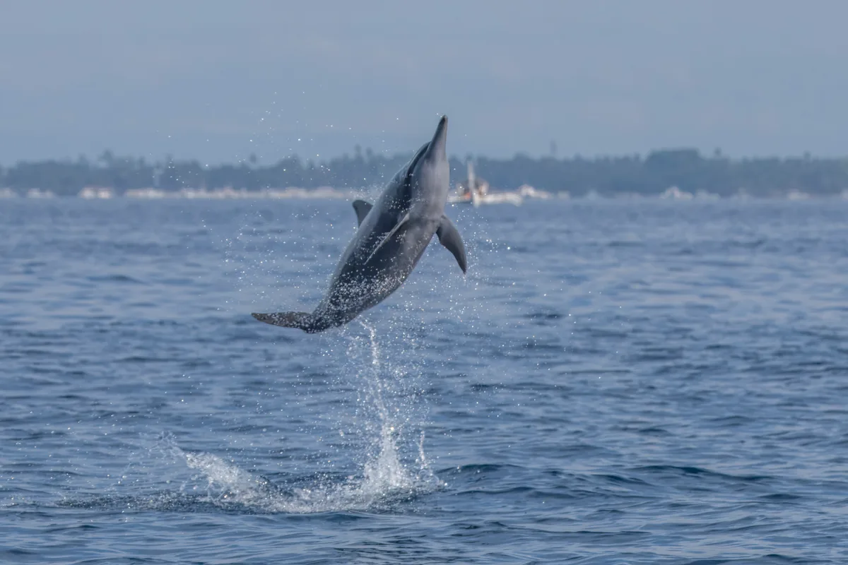 Spinner dolphin (Marsa Alam)