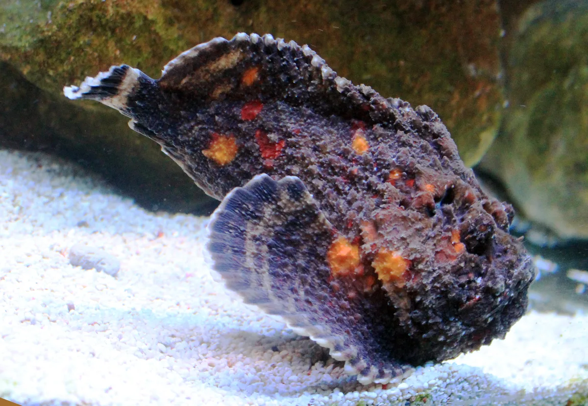 Reef stonefish
