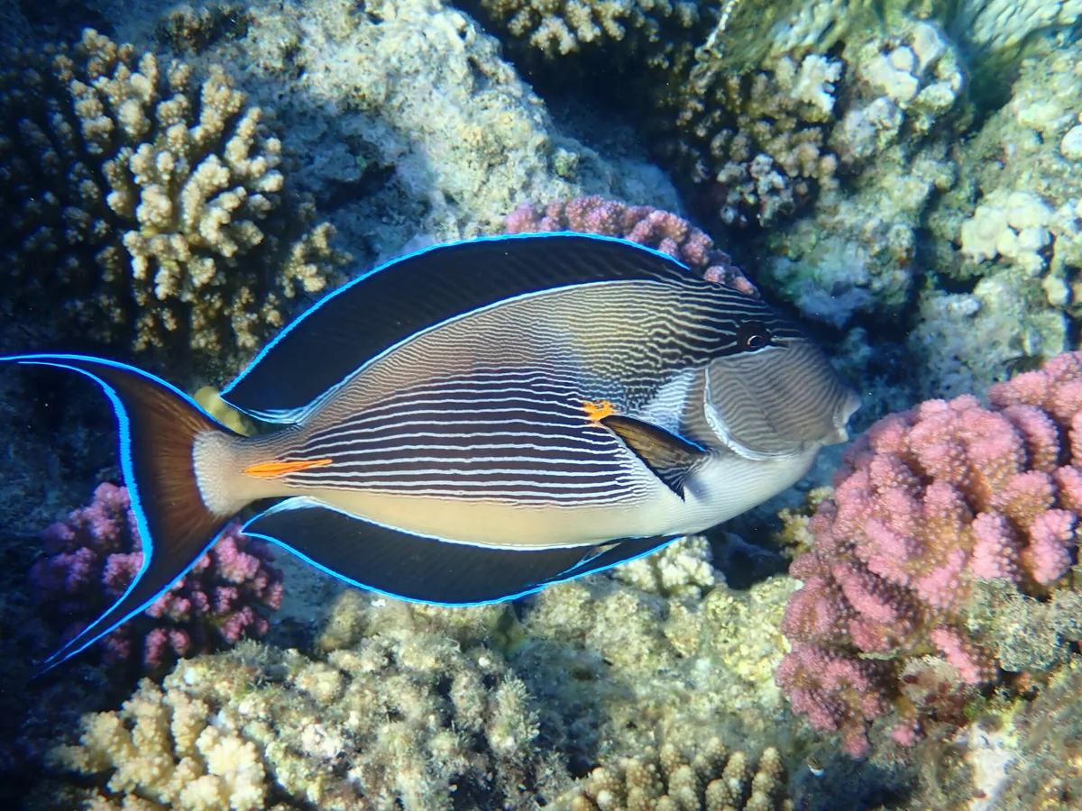 Sohal surgeonfish