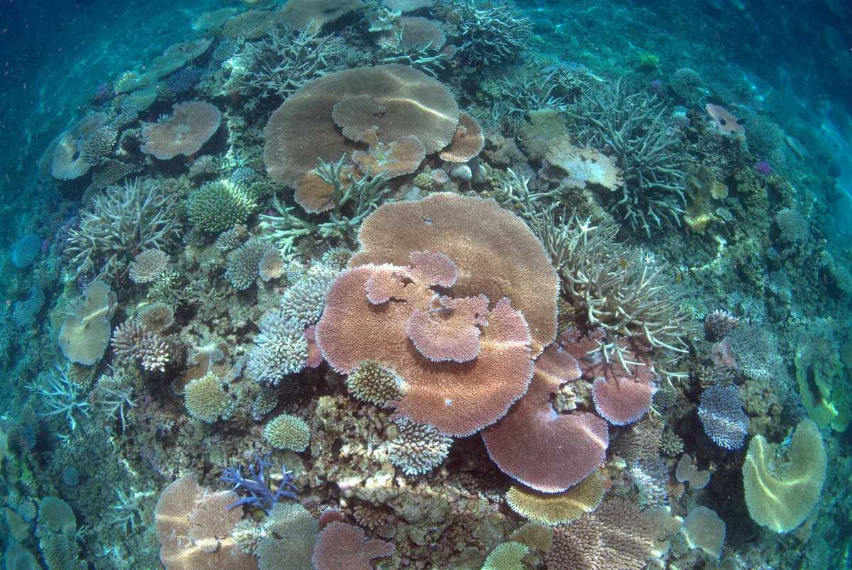 Table coral