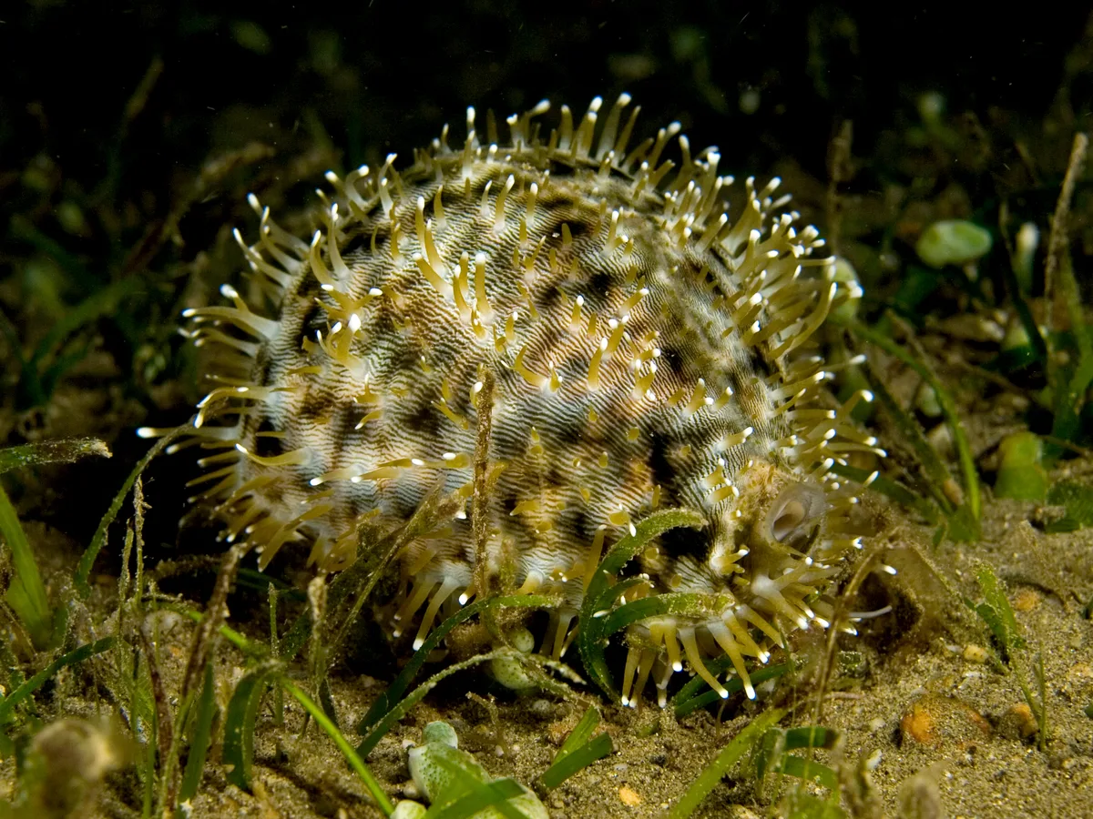 Tiger cowrie